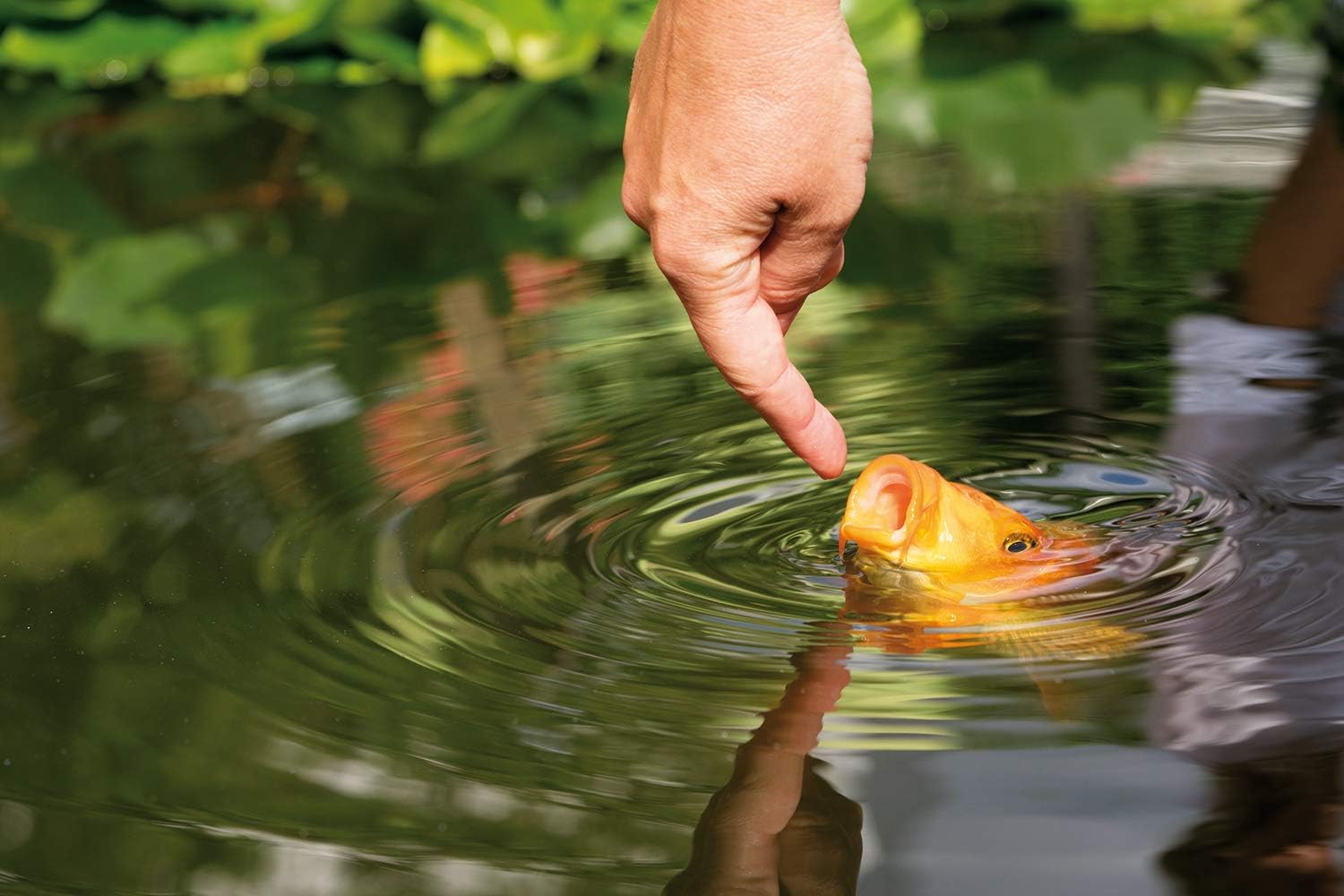 Detalle de AL-KO-TE Profi-Mix granulés pour poisson 6 mm 3 kg 🐟