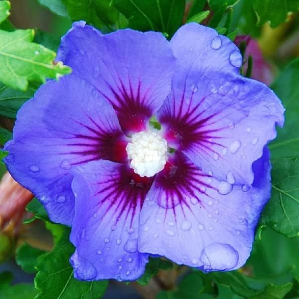 Detalle de Generic SIERH122_40-60_C – Hibiscus syriacus 'Blauwe Vogel', paarsblauwe bloemen