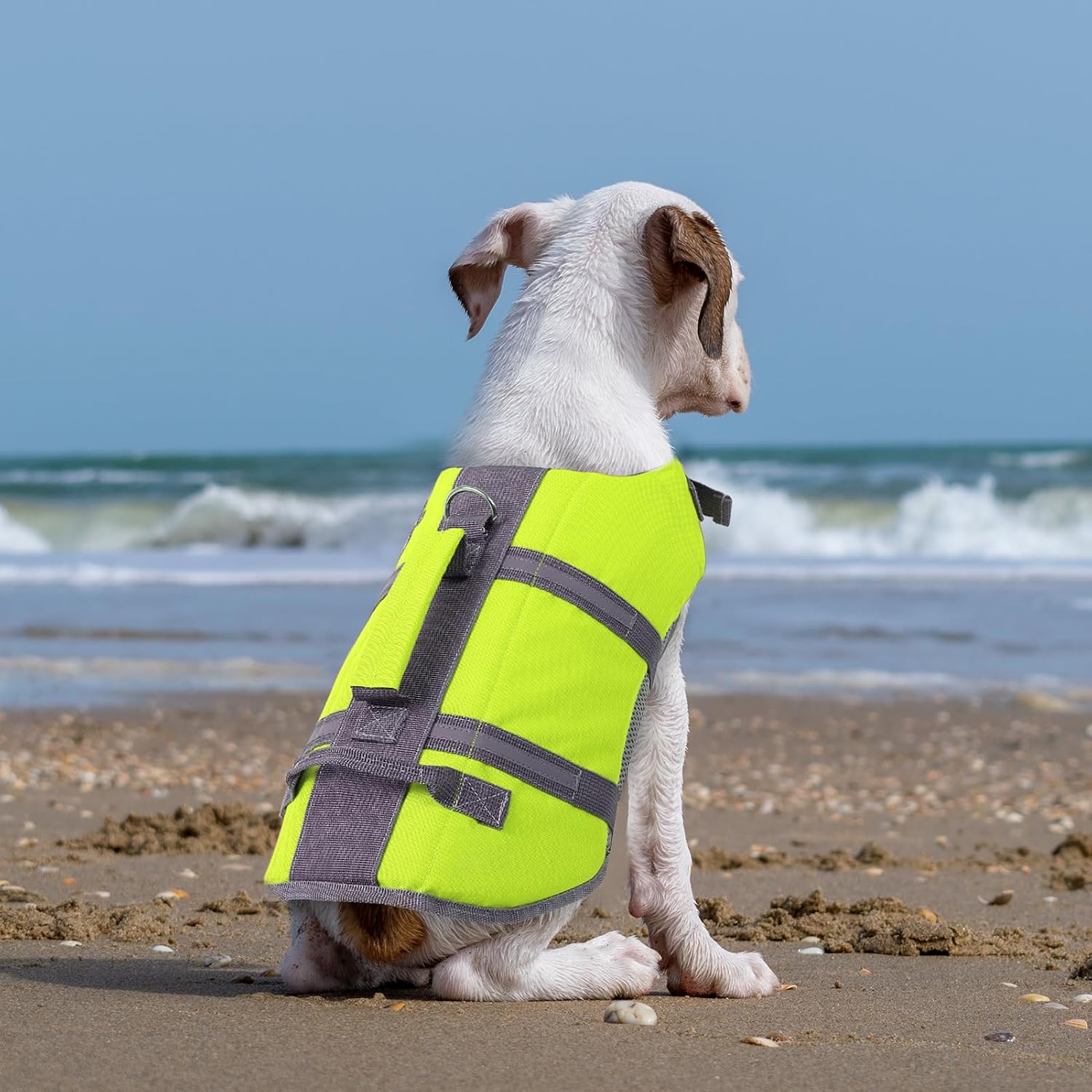 Thumbnail 6 de Queenmore Salvagente Cane Taglia Piccola – Leggero, Regolabile e Riflettente