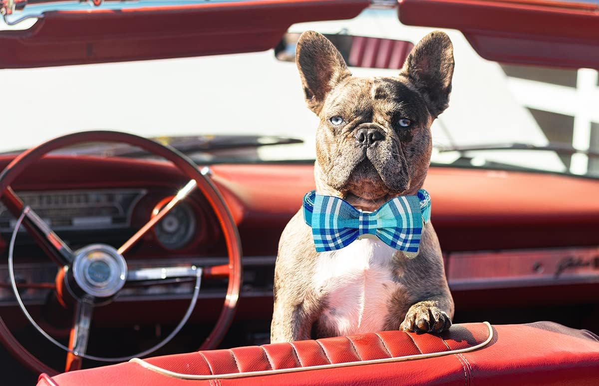 Detalle 1 de DOGWONG Cotton Dog Collar
