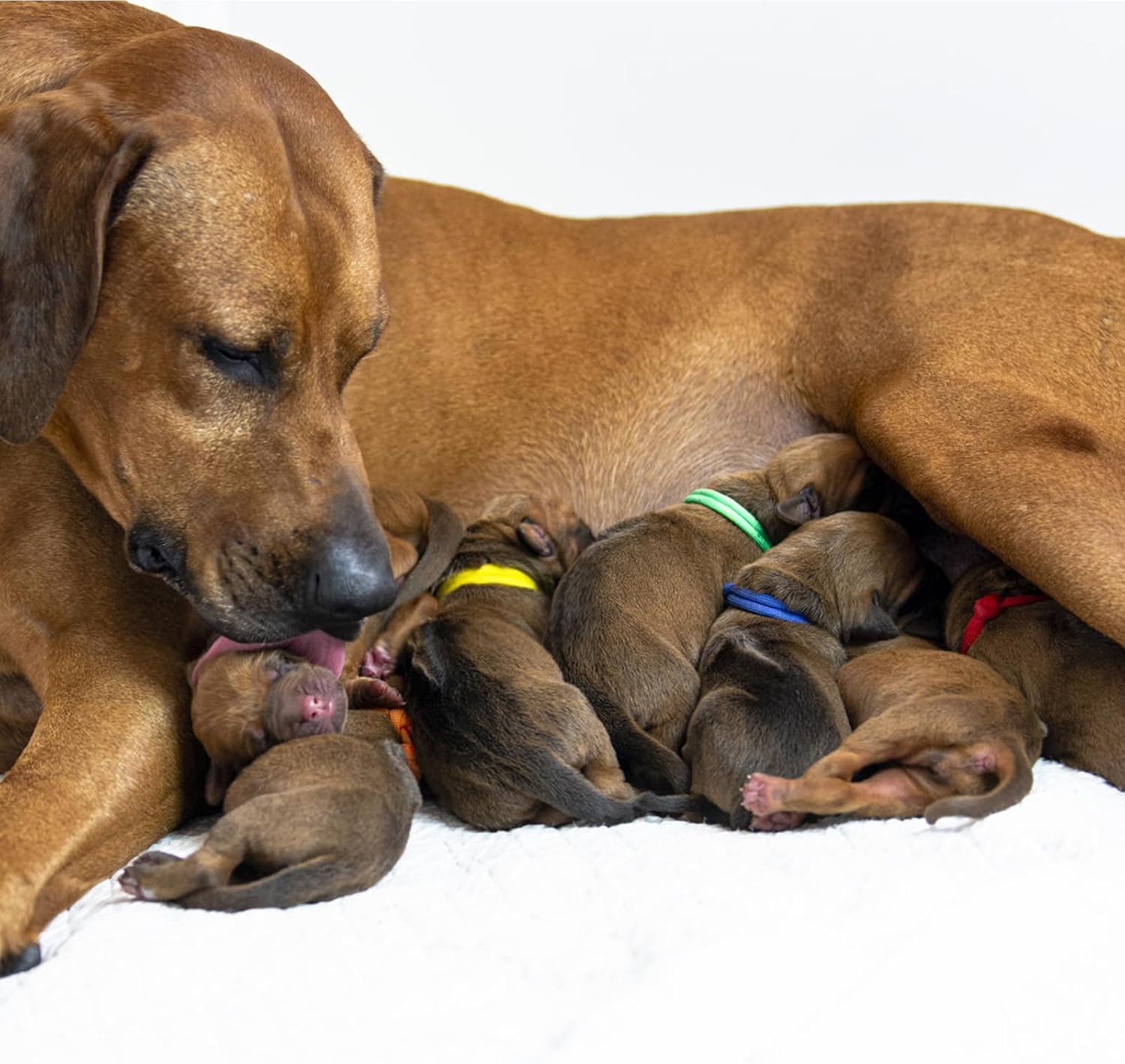 Thumbnail 6 de JJWNMLL Puppy ID Collar L 17-28cm