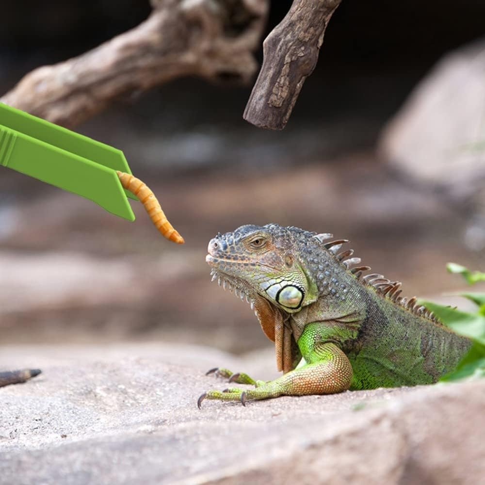 Thumbnail 1 de DONGKER 3pcs Reptile Feeding Tool Kit: Transparent Feeding Tweezers, Clamp and Scooper