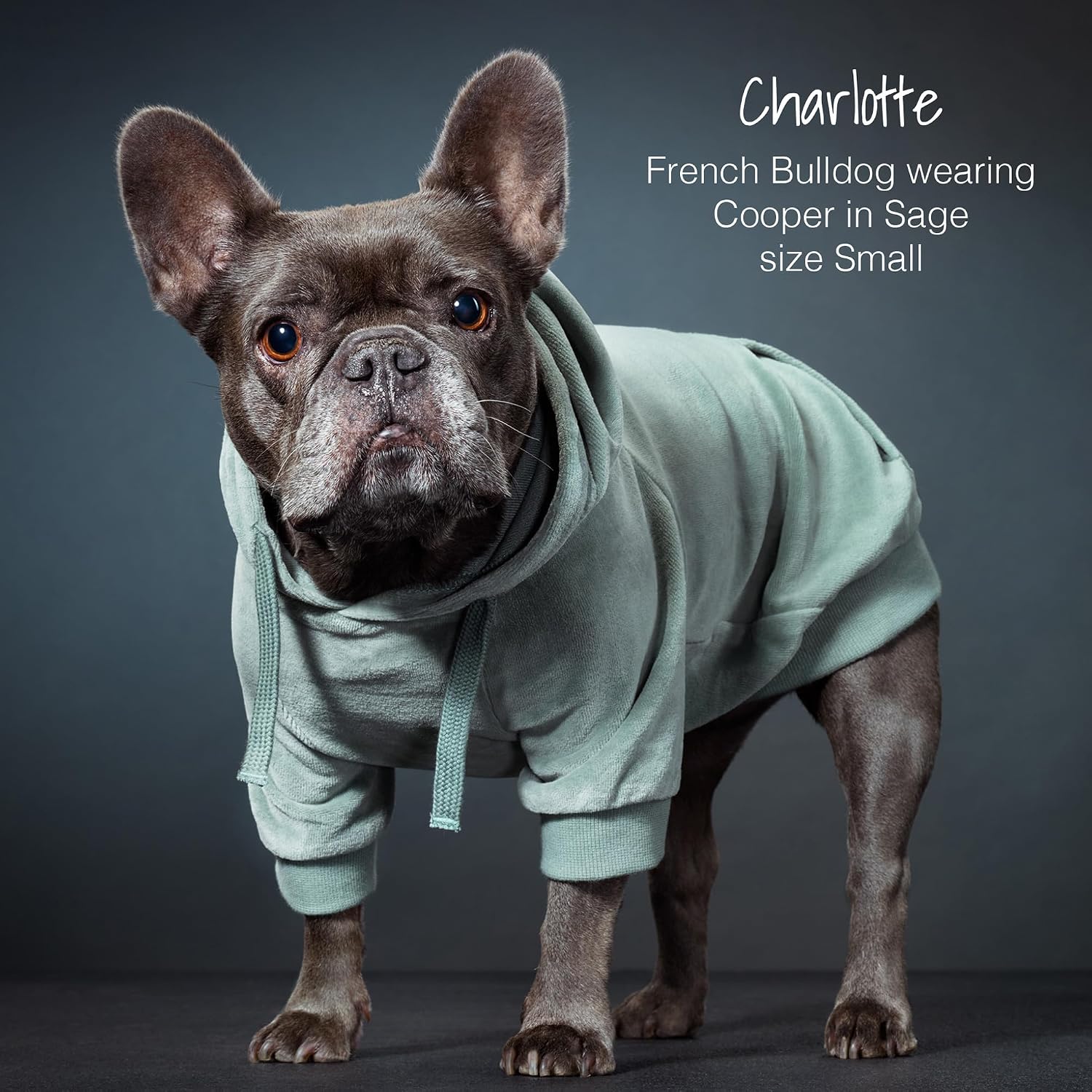 Detalle de Pet Passion Dog Hoodie XX-Small