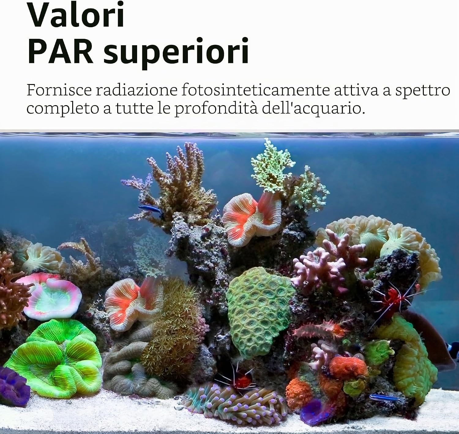 Thumbnail 6 de 16879 REEF 4.0 NANO LED 25W: valutazione d'acquisto