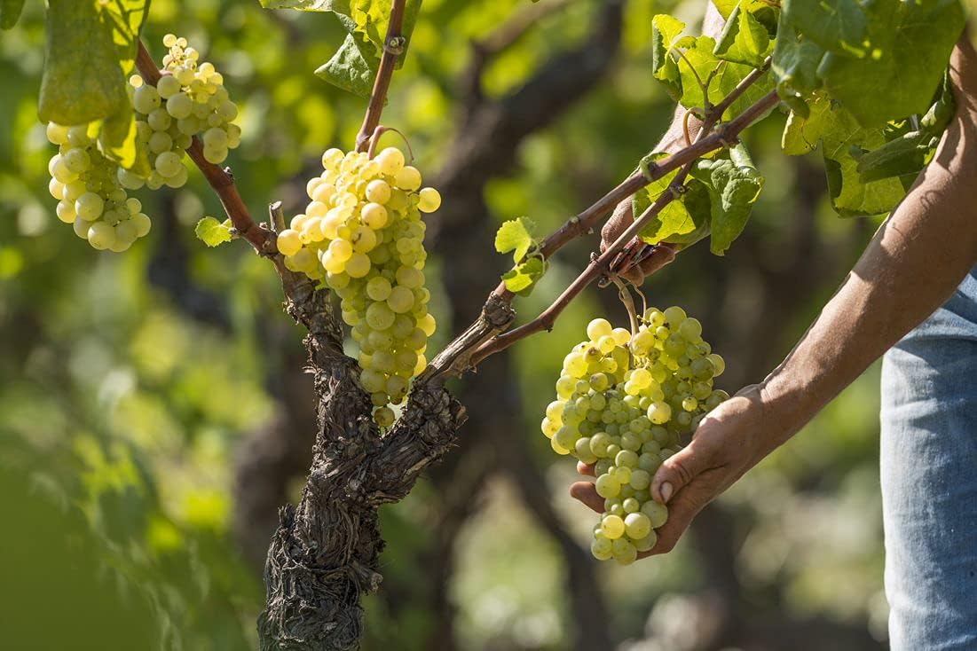 Thumbnail 3 de ANNA DE CODORNIU - Cava Brut Nature - Elegancia en cada burbuja 🥂