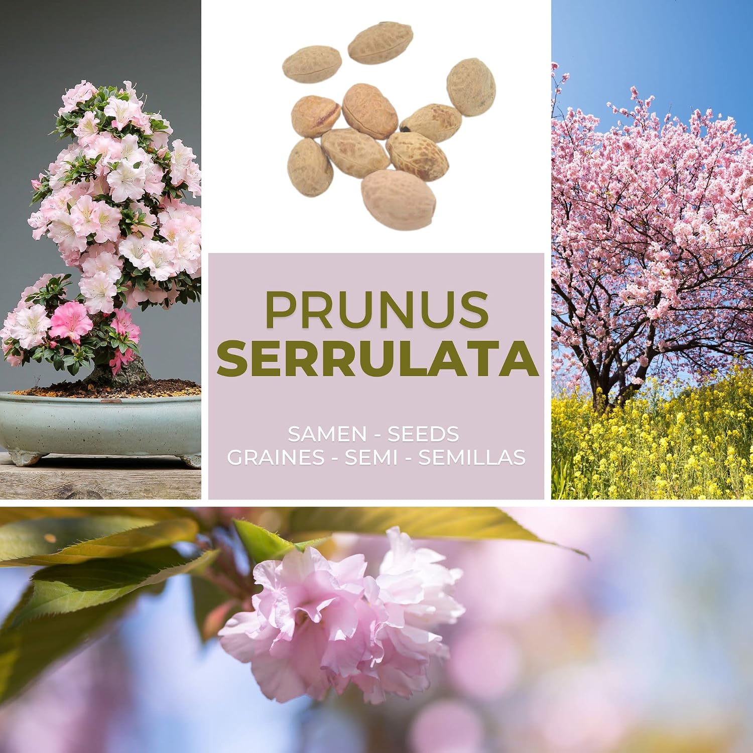 Thumbnail 5 de Magic of Nature Prunus serrulata – japanskt körsbär, 10 frön för trädgård och bonsai