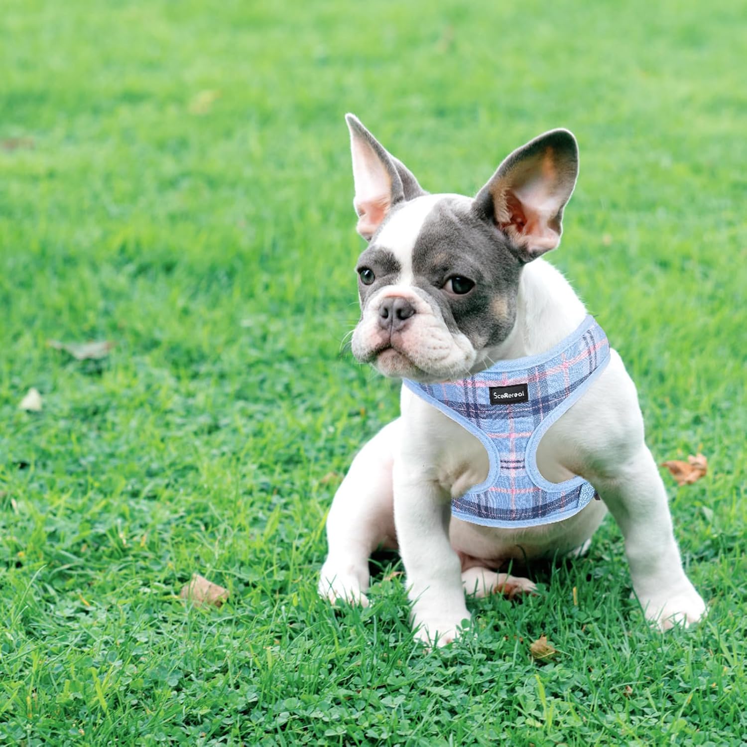 Detalle de SCENEREAL Dog Harness and Leash Set, Medium