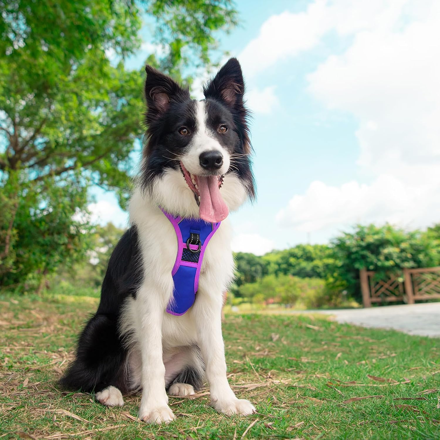 Thumbnail 2 de PHOEPET No Pull Harness XL