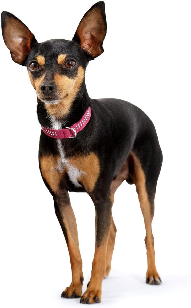 Detalle de HUNTER DIAMOND PETIT Halsband für kleine Hunde – pink/schwarz, Leder, 37 (XS-S)