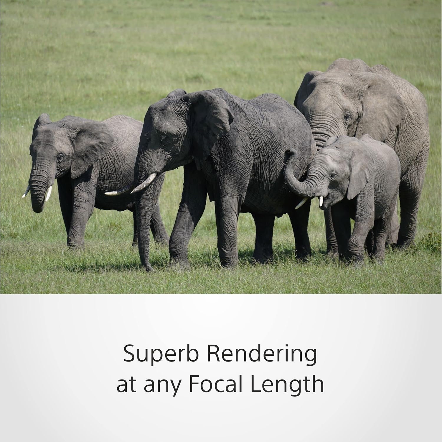 Thumbnail 4 de Sony E 70-350 mm f/4.5-6.3 G OSS 📷 Telezoom Super 