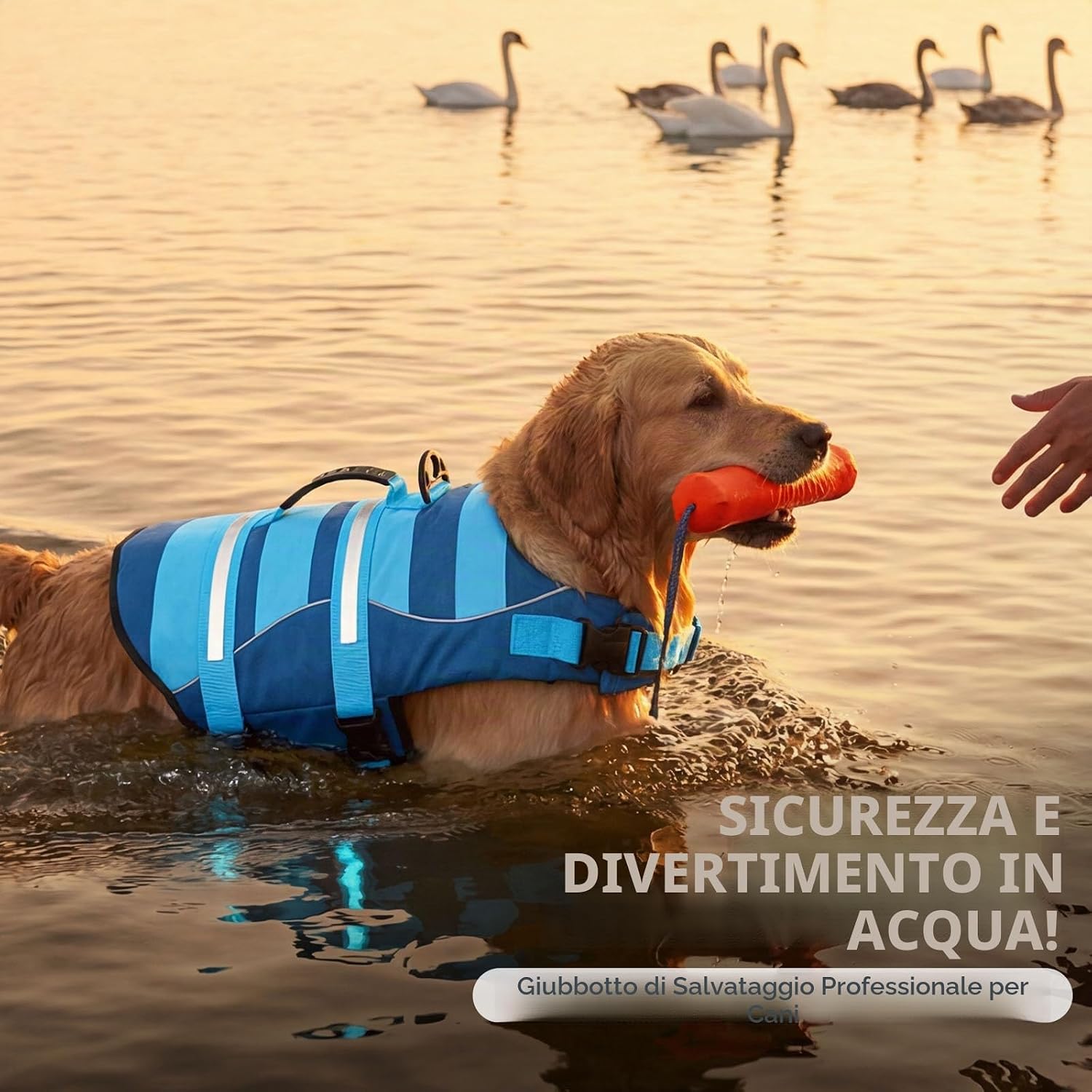 Thumbnail 2 de ASENKU Giubbotto Salvataggio per Cane – Salvagente ad Alta Visibilità per Cani di Taglia Media (M)