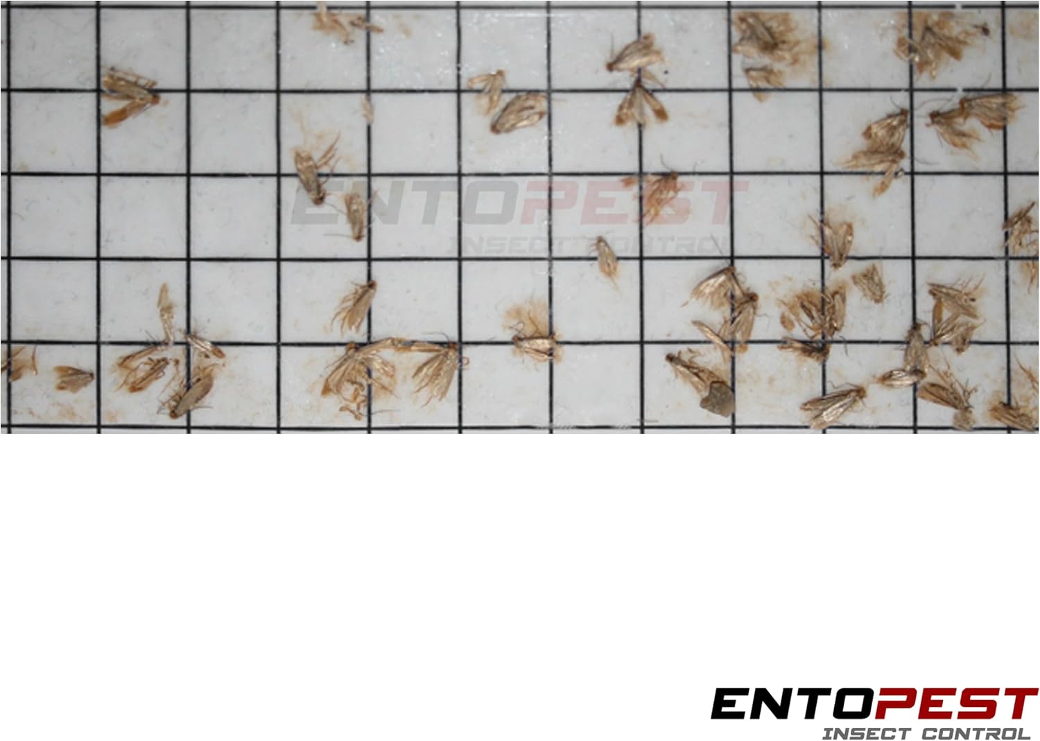 Detalle 2 de Entopest 10-Pack Clothes Moth Monitoring Traps 🪰
