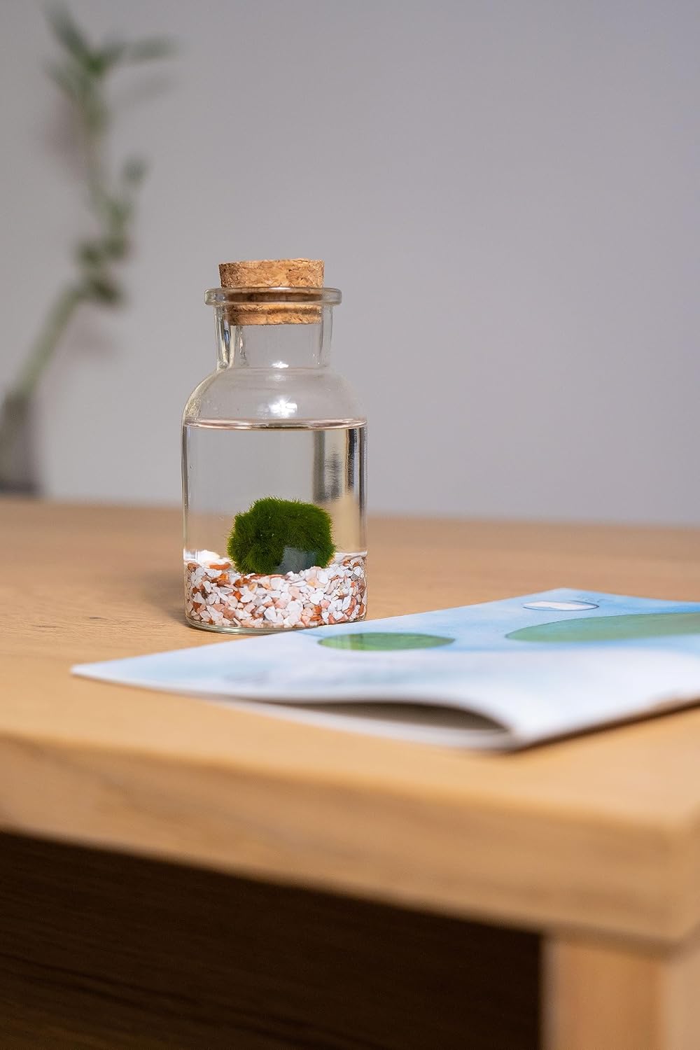 Detalle 2 de KAKI La Felicità è Nelle Piccole Cose Marimo Bottiglia: vaso in vetro artigianale con tappo in sughero
