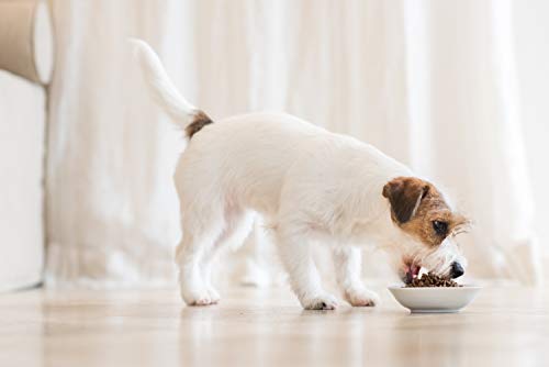 Thumbnail 3 de Schesir Cibo Secco per Cani Adulti di Taglia Grande al Gusto Pesce – Linea Mantimento, Sacco da 12Kg