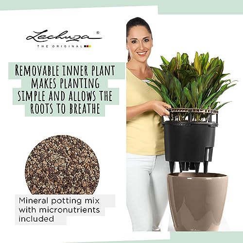 Thumbnail 3 de Lechuza Clásico Premium 35 macetero jardín 43 x 43 x 39 cm antracita