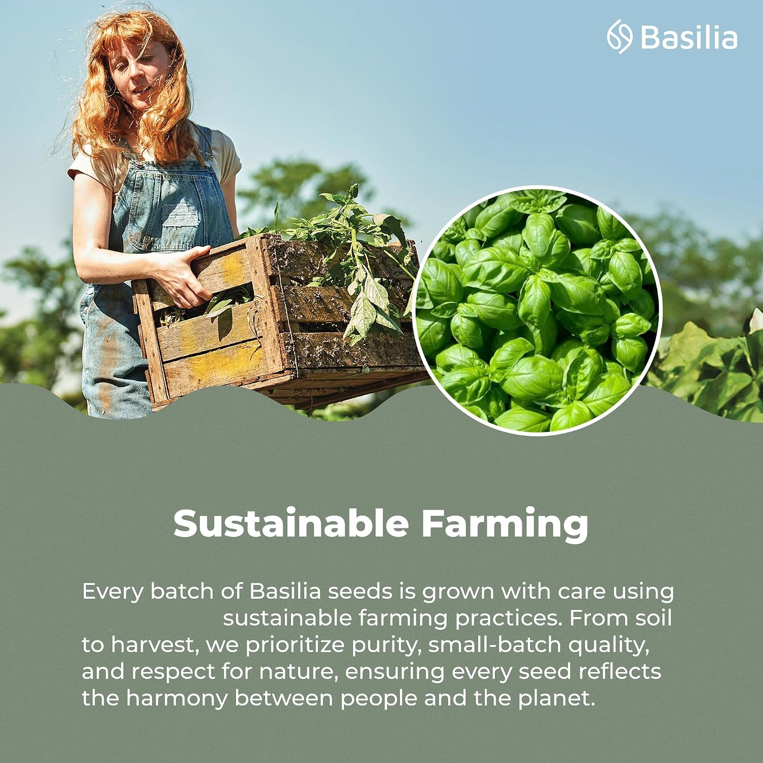 Detalle 2 de Basilia Basil Seeds, 1 lb Bag