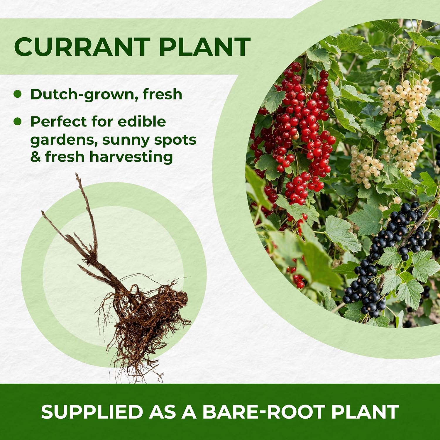 Detalle de DUTCH BULBS EXCLUSIVE PLANTS FROM HOLLAND Red Currants Collection – 3 Plants