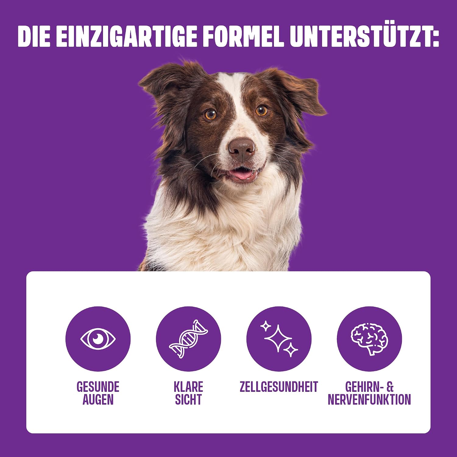 Detalle de ivvi Vision Augenpflege Snacks für Hunde mit DHA, Astaxanthin & Blaubeere – 60 weiche Snacks