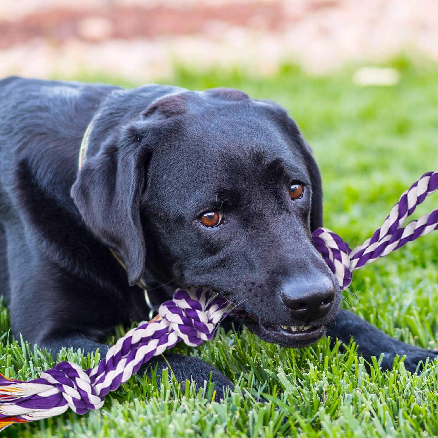 Detalle 2 de SHARLOVY Tough Chew Rope Toys 9 Pack