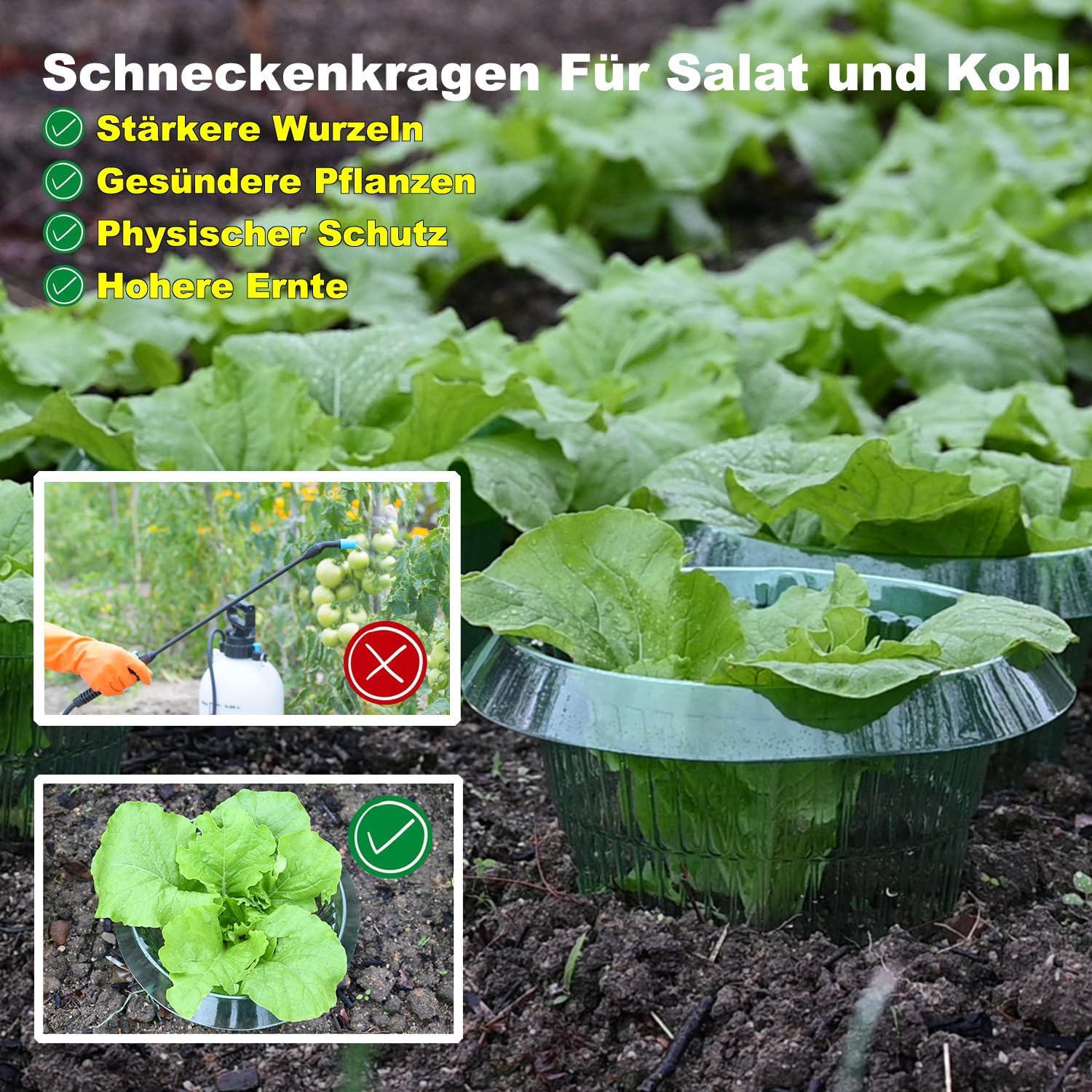 Thumbnail 4 de VDYXEW 30er Schneckenkragen aus PET – verstärkter Schneckenschutz für Salat & Kohl