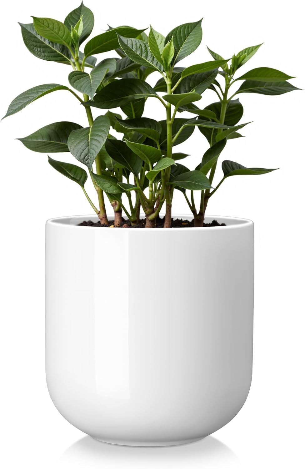 Detalle de Vancasso Ceramic Planter, 6-Inch