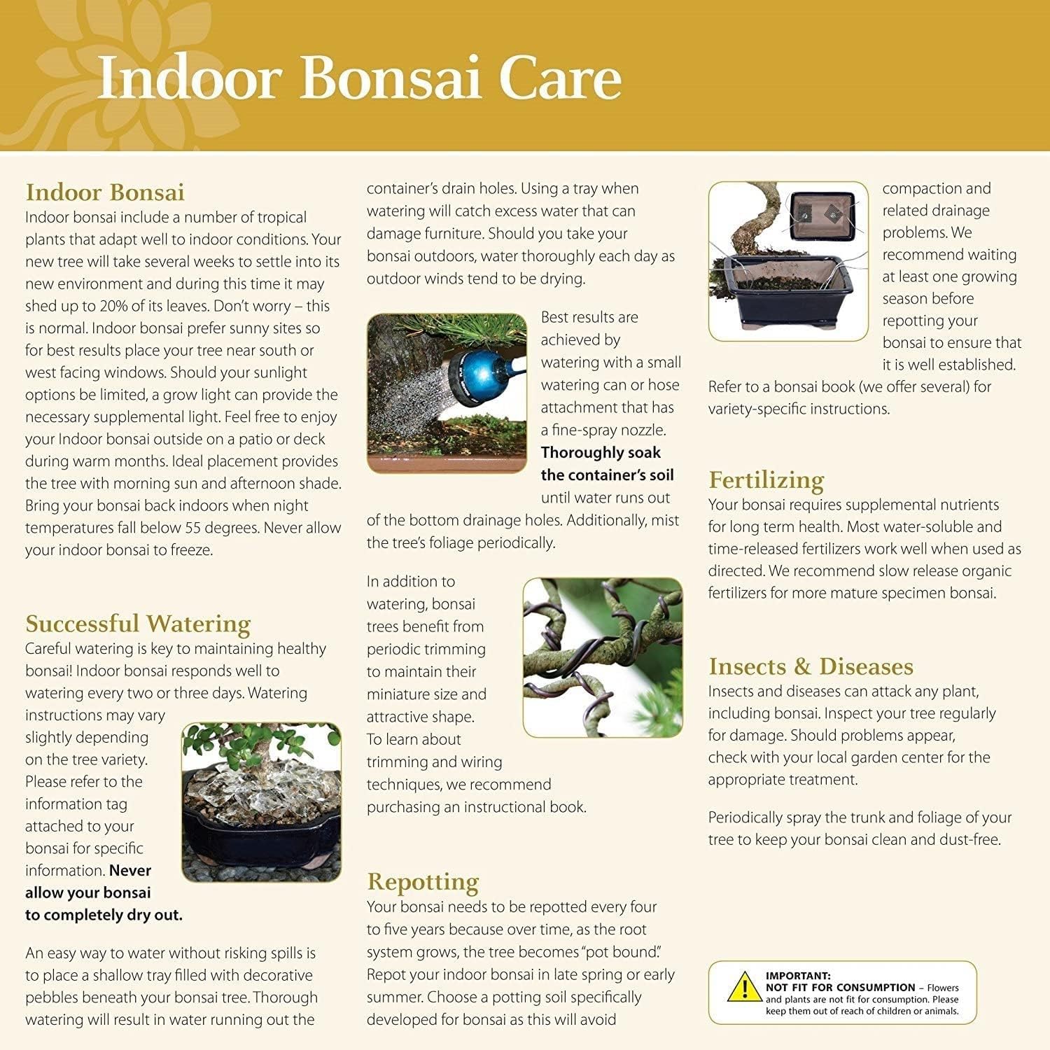 Thumbnail 5 de Brussel's Bonsai Indoor Bonsai Tree, 3 Years Old