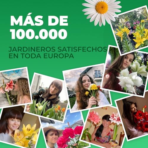 Thumbnail 5 de Pivoine Yellow Passion 1 racine ⚓