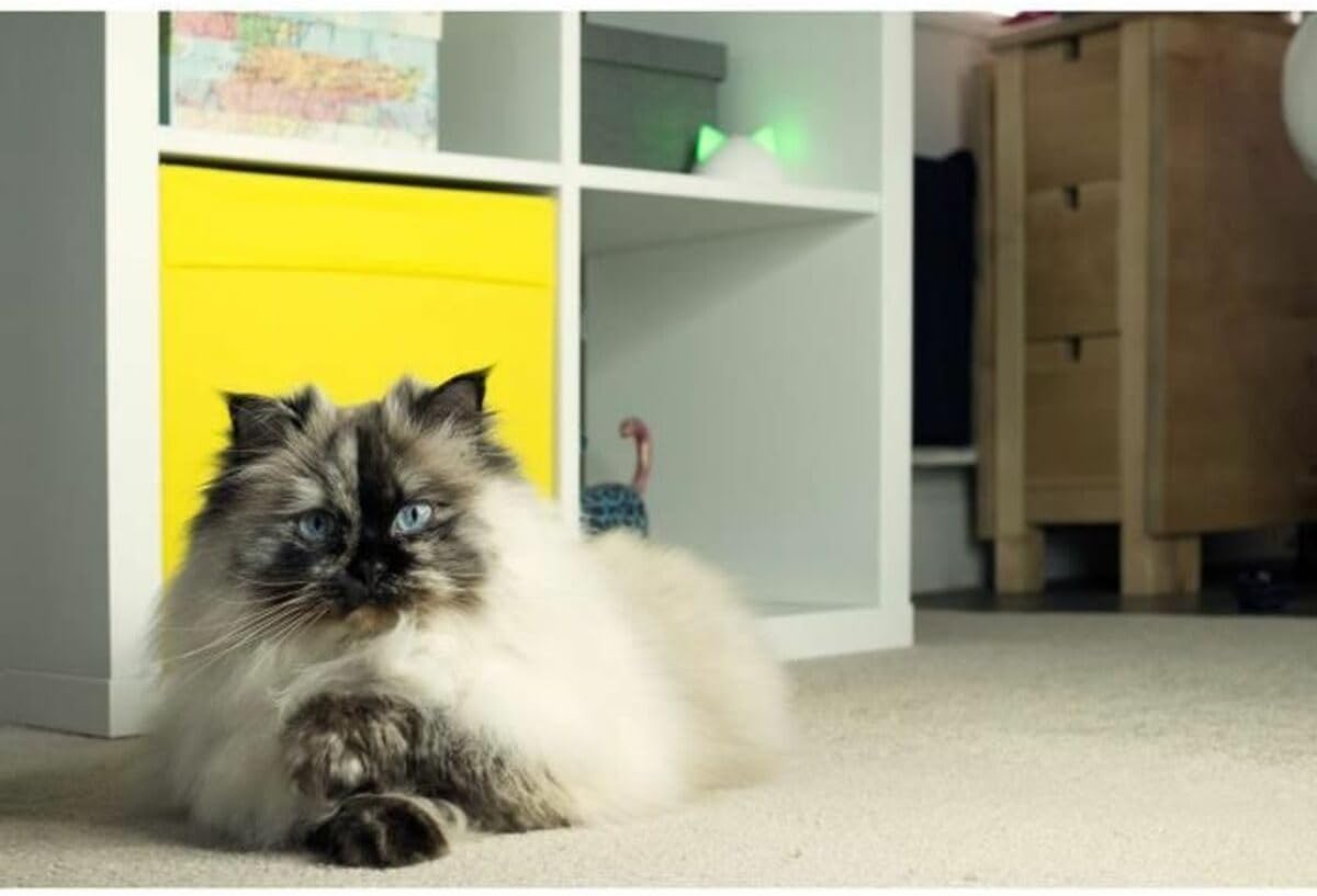 Thumbnail 5 de Hub Sure Petcare: connettività e monitoraggio per la gamma Connect Sure Petcare
