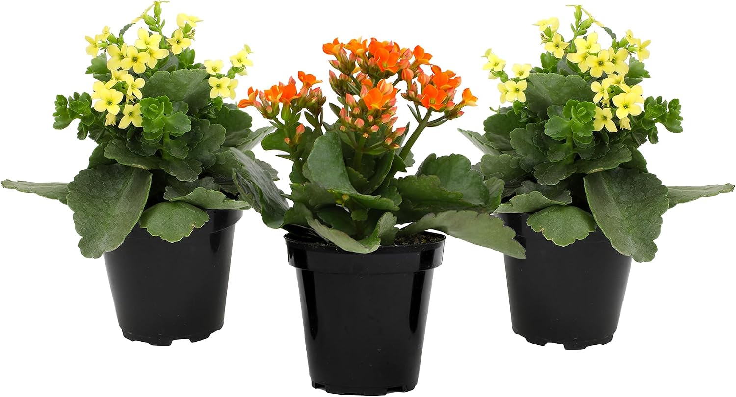 Thumbnail 6 de Kalanchoe Flowering Succulent Plants, 3-Pack