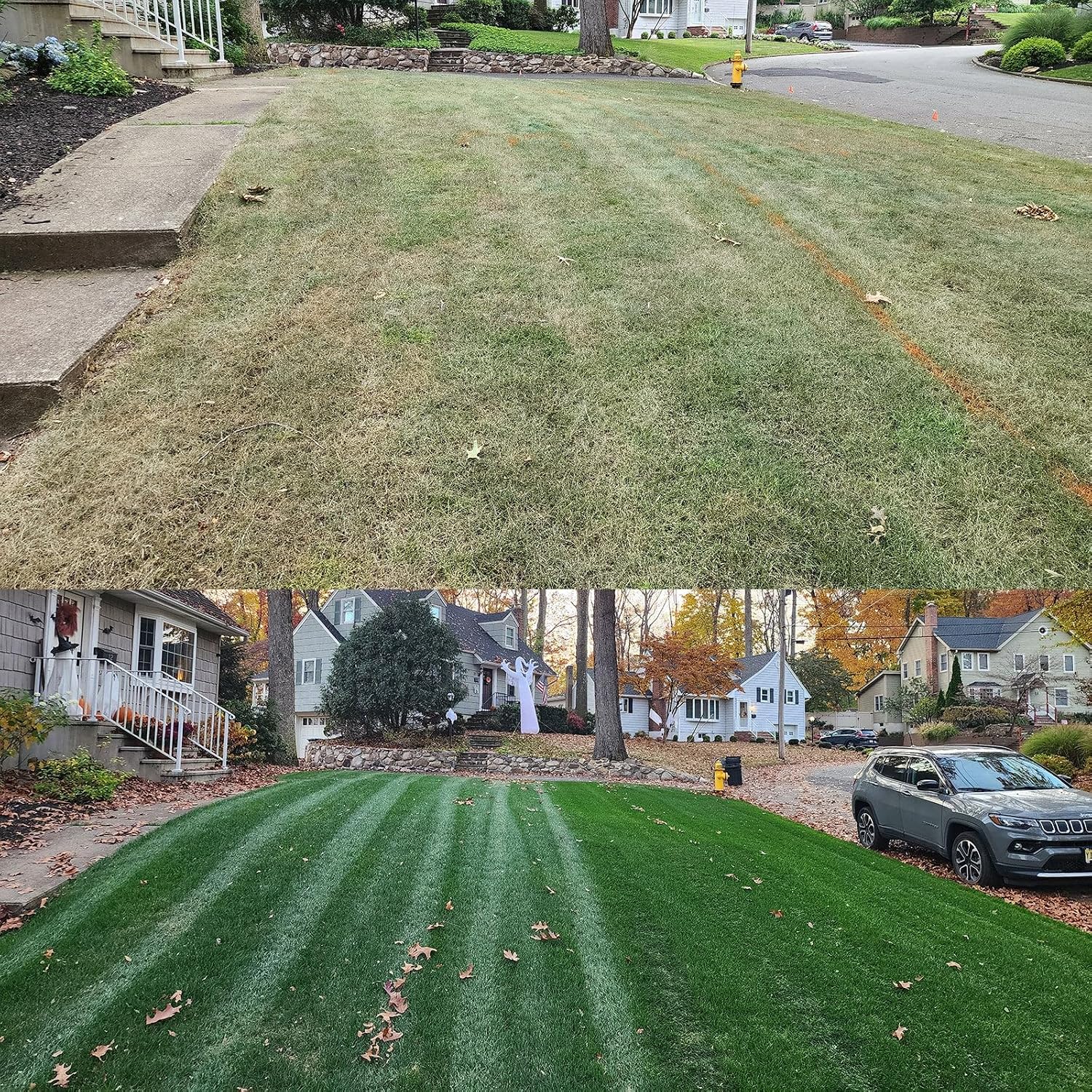 Detalle 2 de Turf-Type Tall Fescue Grass Seed 10 lb