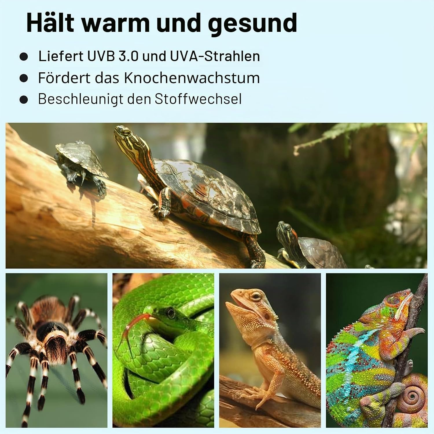 Detalle 2 de PewinGo Schildkröte Wärmelampe, Wärmespotlampe für Aquarium Reptil mit 2 UVA UVB Basking Spot Glühbirnen und 360°Schwenkklemme für Schildkröte, Schlange, Eidechse usw, Orangefarbenes Licht
PewinGo Schildkröte Wärmelampe, Wärmespot…