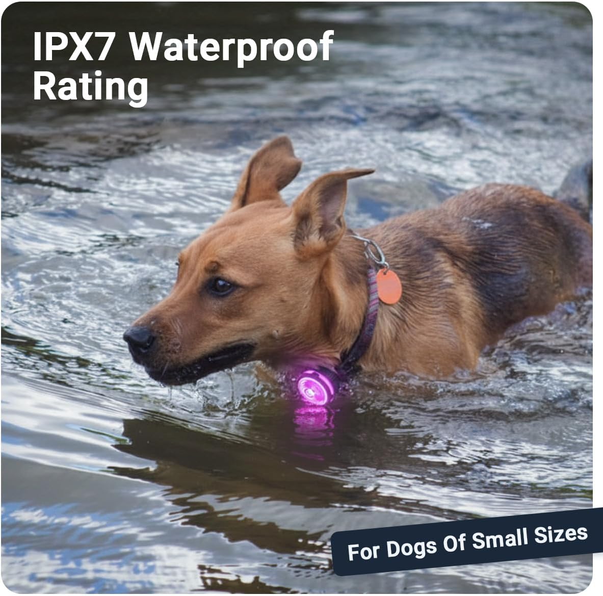 Thumbnail 2 de PAJ Light Mini LED pet light with two LEDs, waterproof design and seven colours