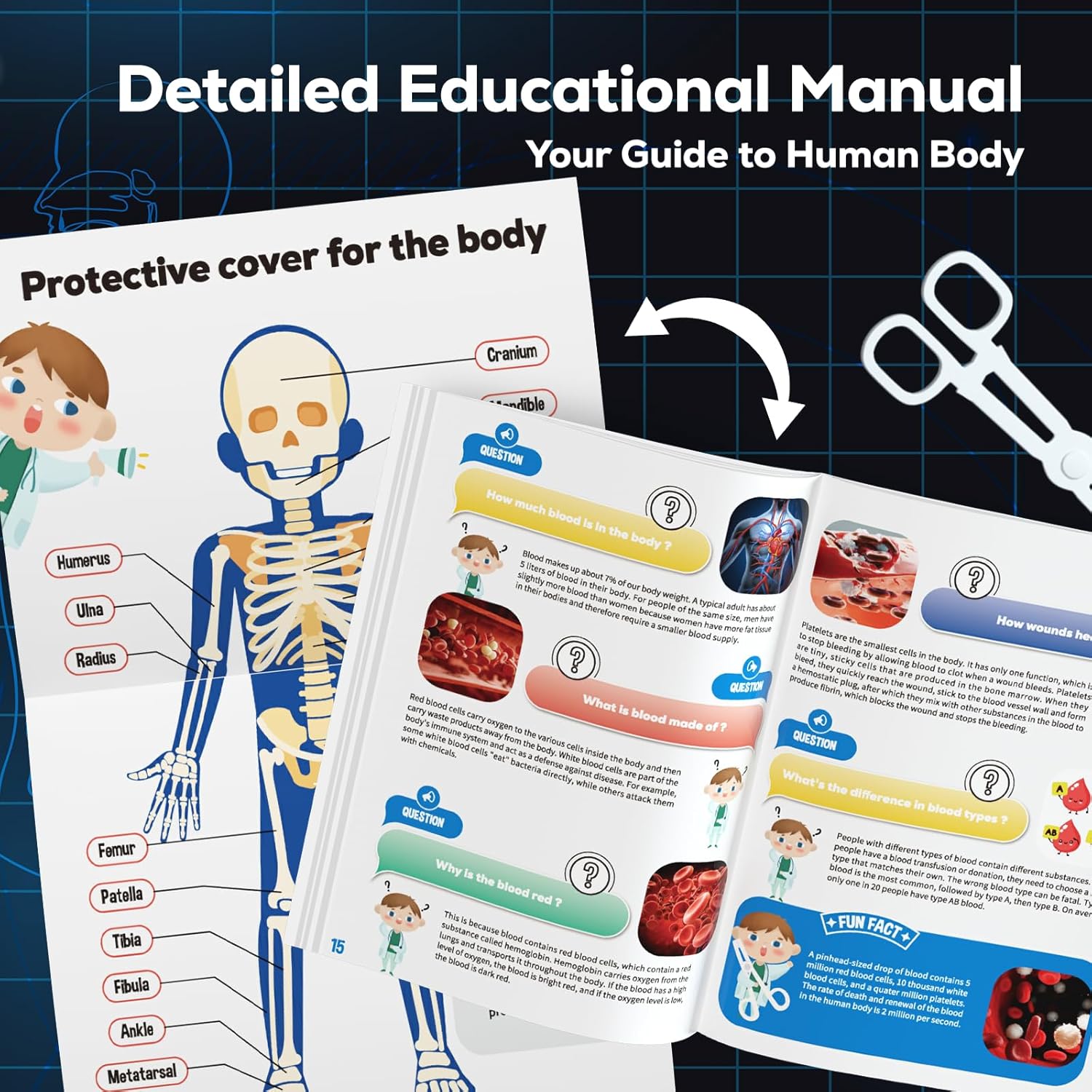 Detalle 2 de GobiDex Human Body Skeleton Model Kit (40-Piece) — Glow-in-the-Dark Anatomy STEM Figure