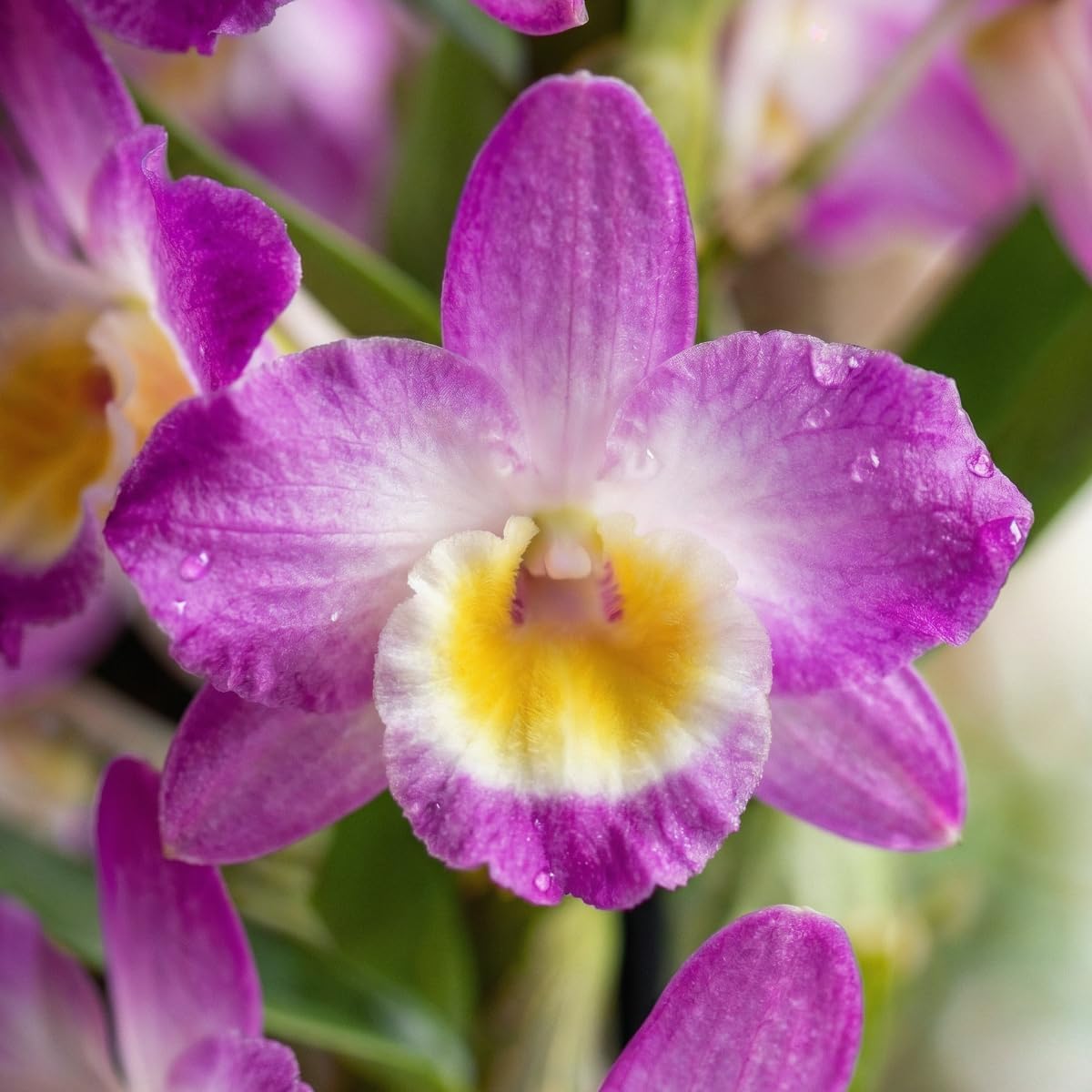 Thumbnail 1 de DUTCH BULBS 8720364056889 Dendrobium Nobile Orchids, 3 Plants, 30–40cm