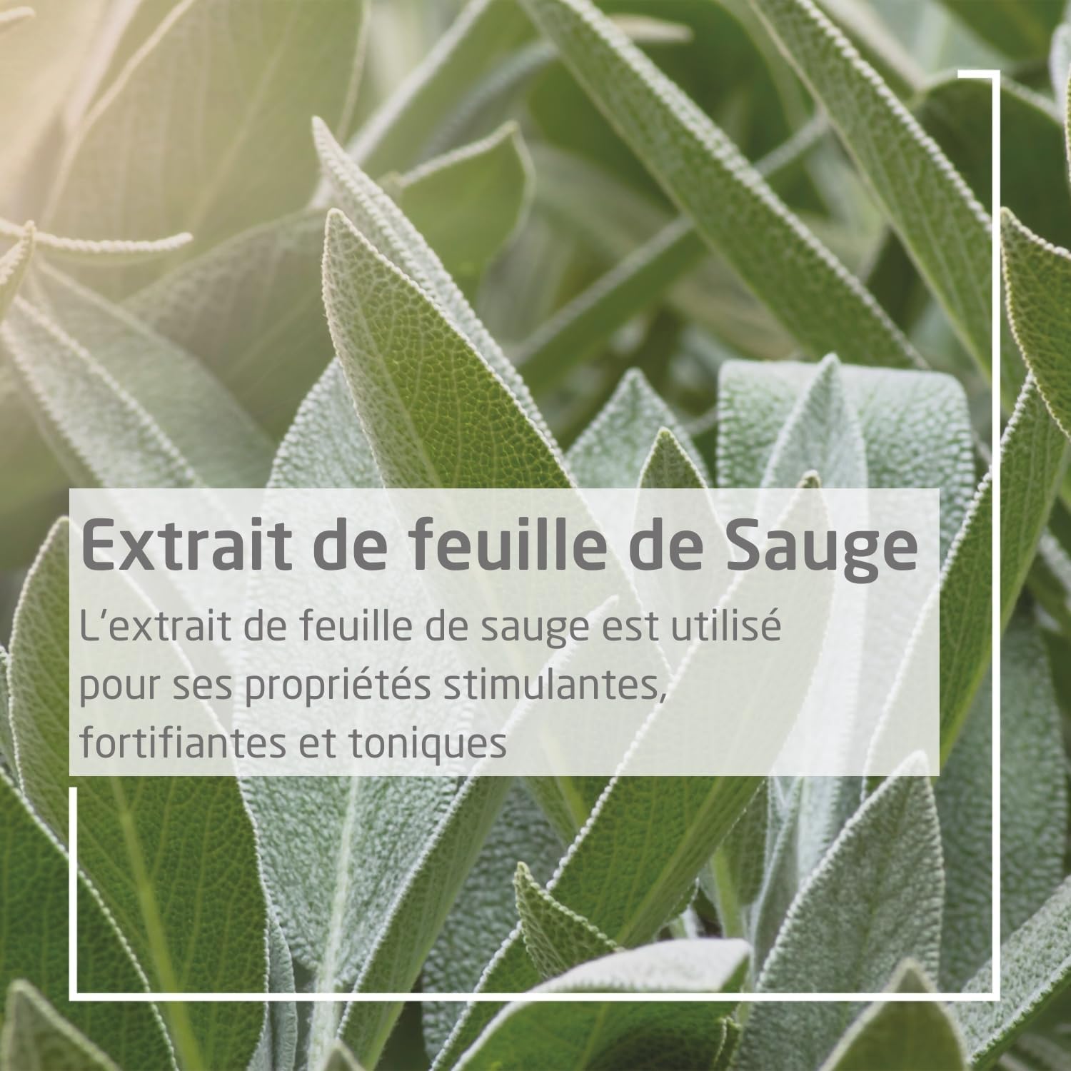 Detalle de WELEDA Déodorant Sauge Éfficacité – Formule 100% d’origine naturelle, 100 ml