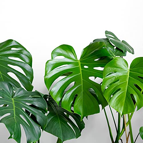 Thumbnail 1 de Flower Abrillantador Brillo Planta Natural 800 cc