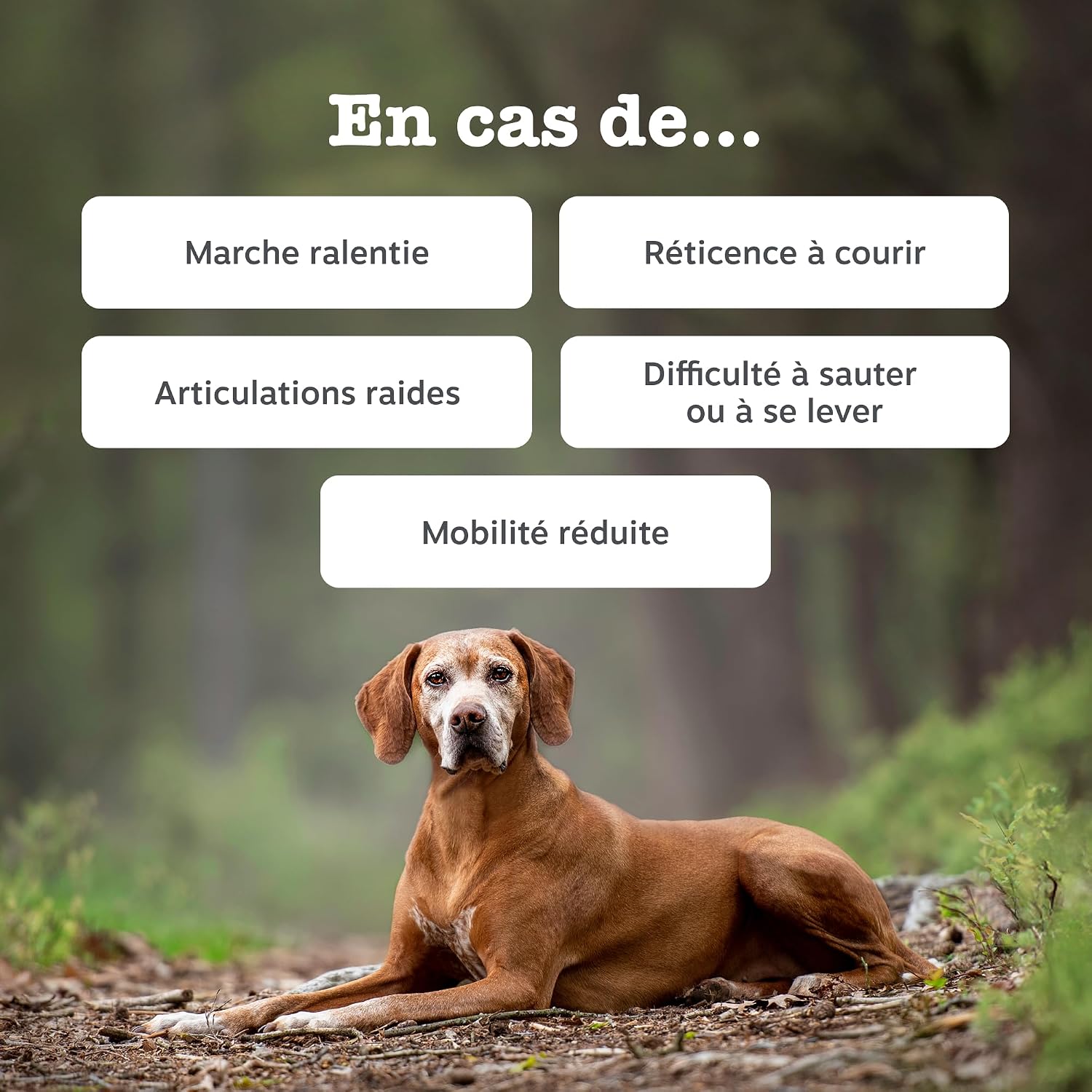 Detalle 2 de Zesty Paws Hip & Joint Mobilité – Friandise cœur pour chiens, glucosamine et chondroïtine – Ovopet et moule verte de Nouvelle-Zélande – 90 unités