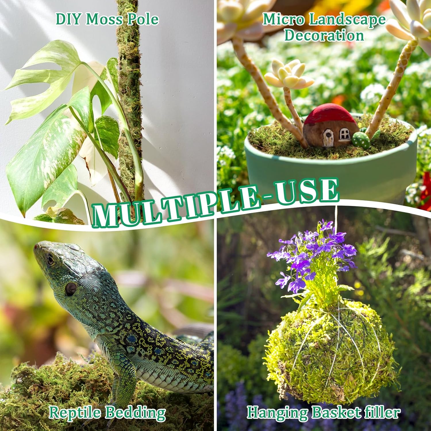 Thumbnail 6 de Riare 1.3kg Natural Dried Plant Moss (Sphagnum) for Repotting, Succulents, Aquariums & DIY