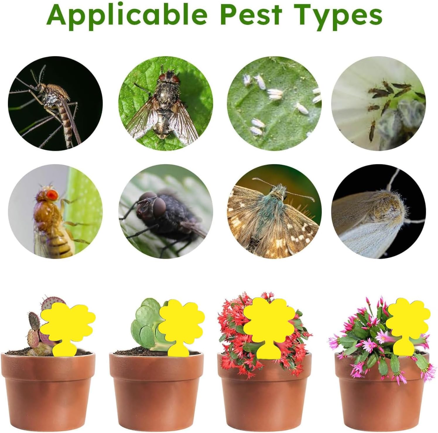 Thumbnail 2 de Fruit Fly Traps: Double-Sided Fungus Gnat Sticky Catchers for Indoor and Outdoor Use (64 Pcs)