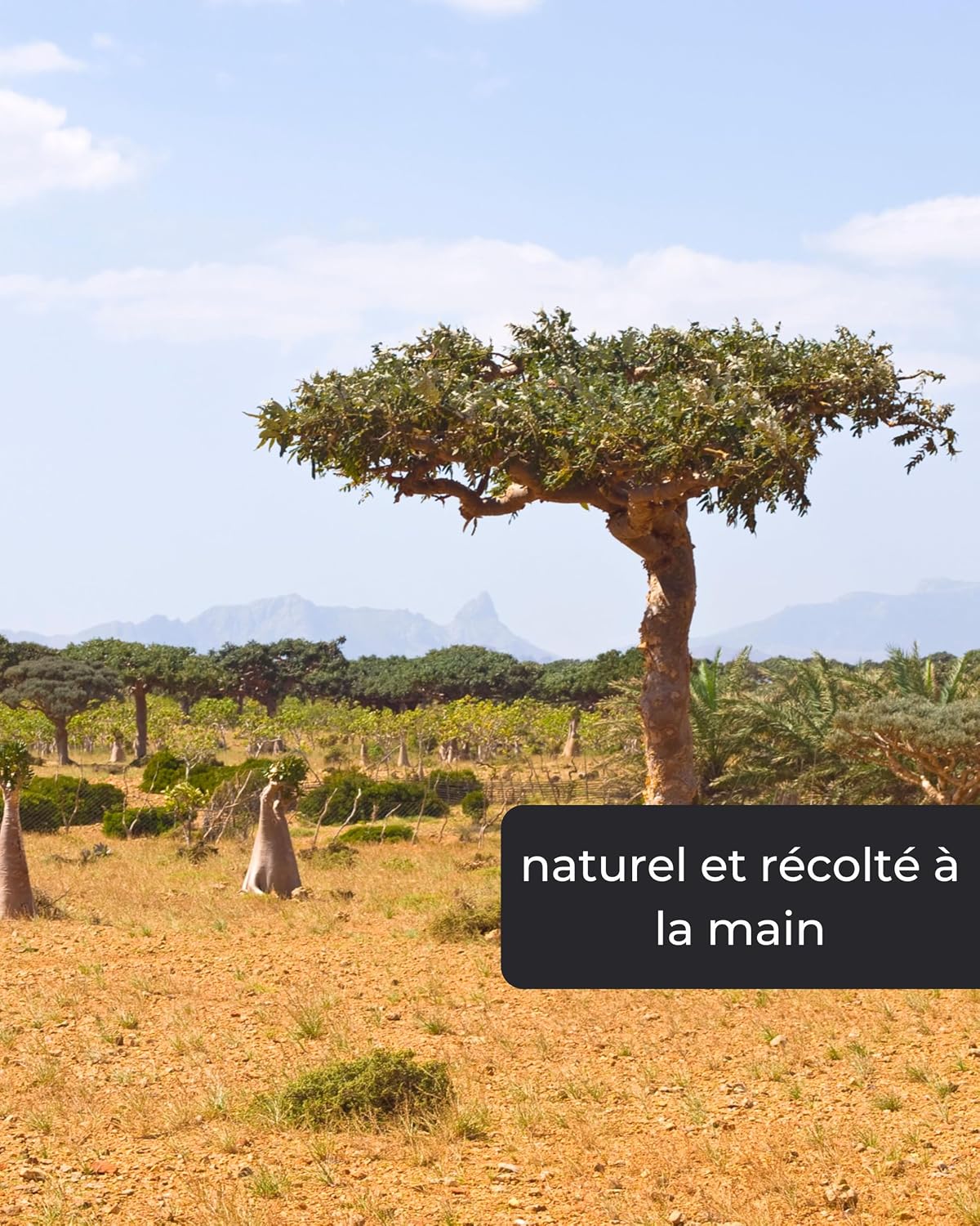 Thumbnail 5 de Myrrhe à Brûler 50 g — résine d'encens