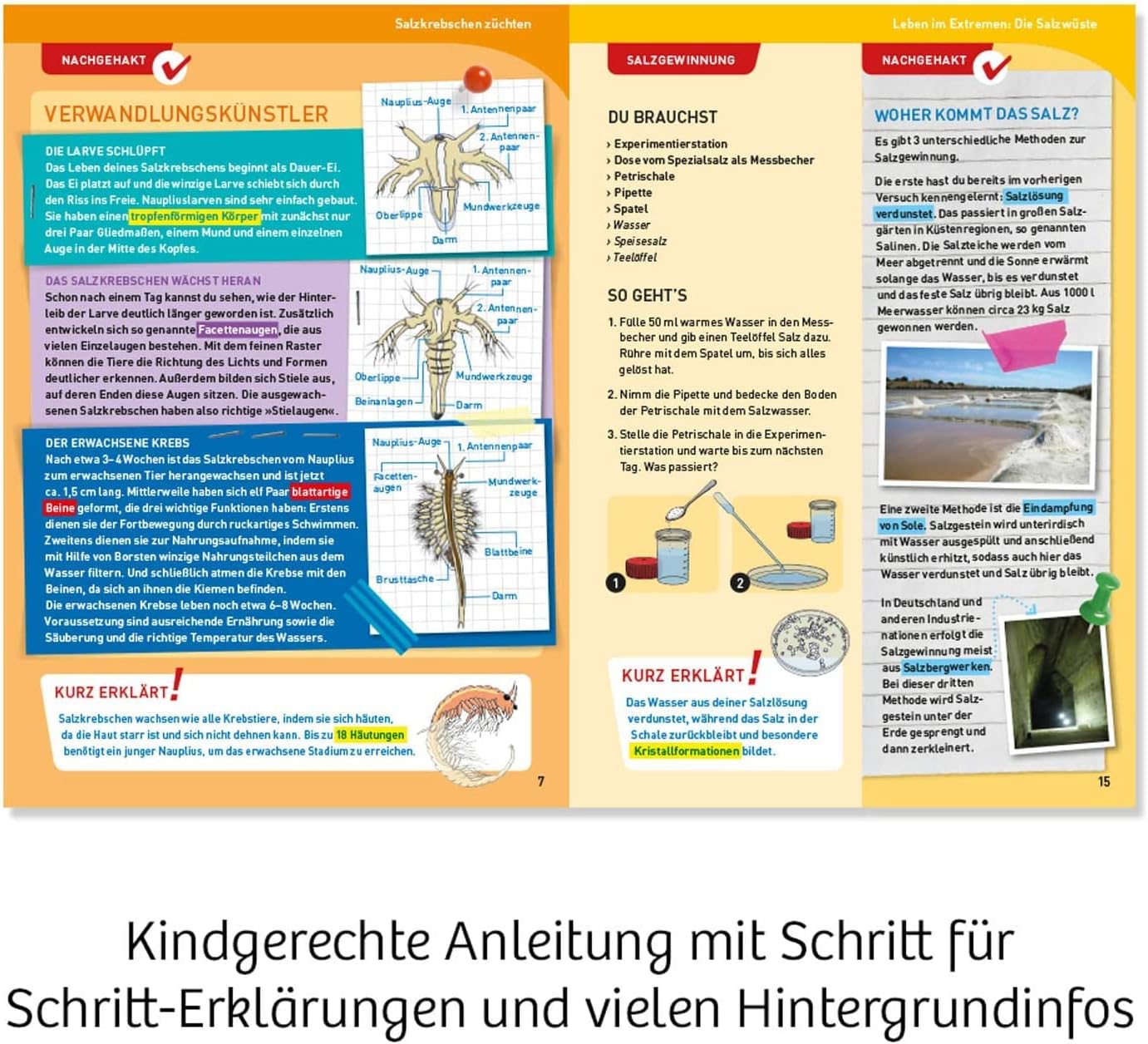 Detalle 2 de Kosmos 633264 Salzkrebse Überlebenskünstler