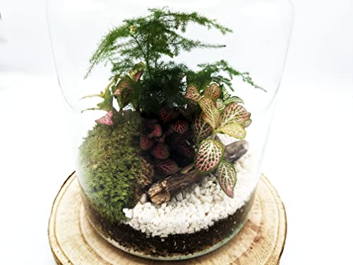 Detalle 2 de Generic DIY Tall Light-Up Closed Terrarium Kit, 17cm x 25cm, LED