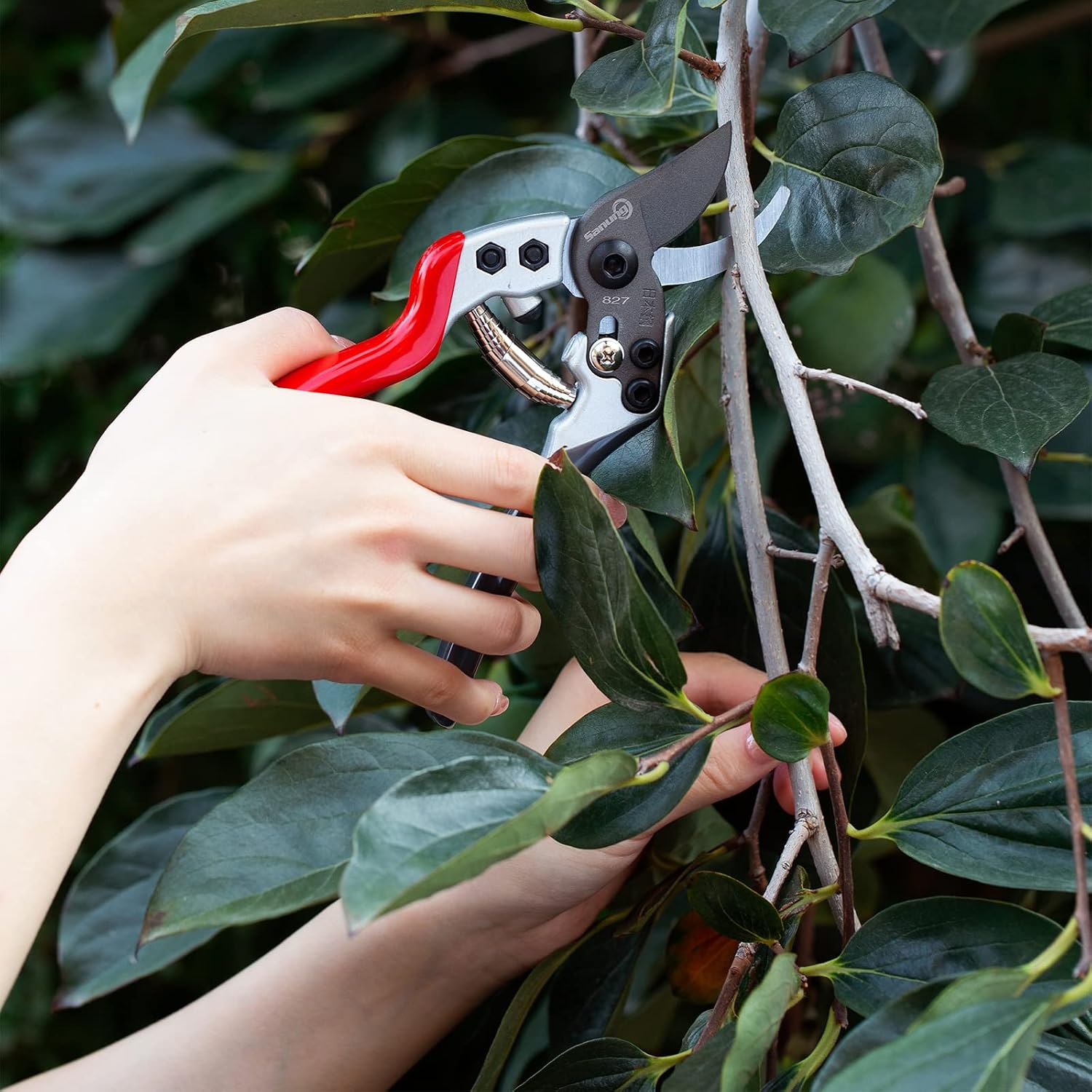 Detalle 2 de Sanung Pruning Shears, High-Carbon Steel