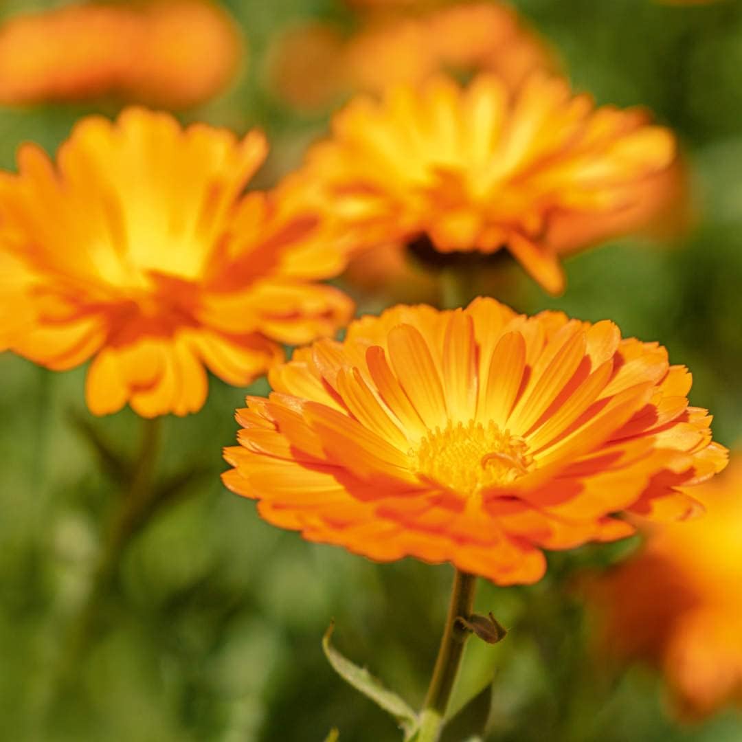 Thumbnail 4 de Weleda Arnica Echinacea polvere 20g