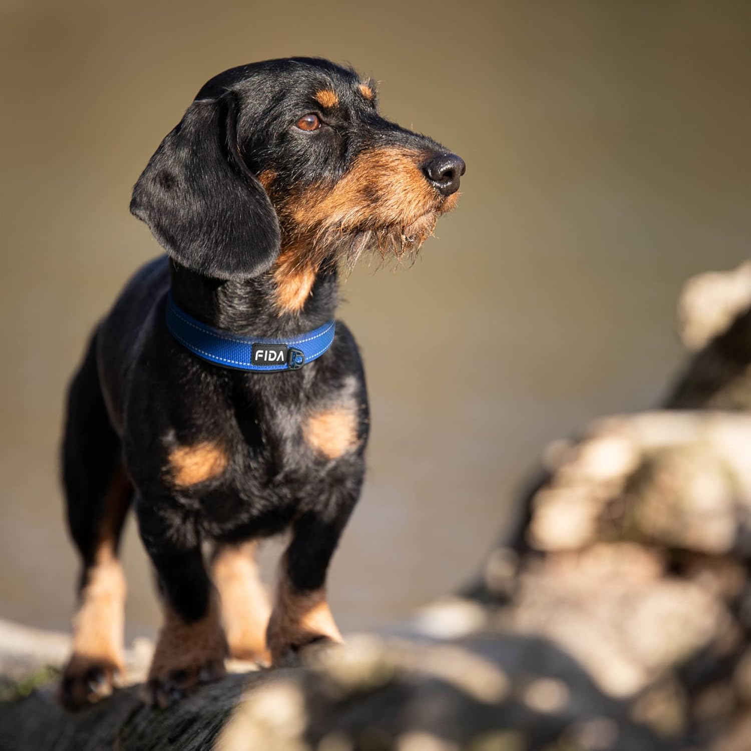 Thumbnail 6 de Fida padded dog collar with double-layer webbing and heavy-duty metal buckle (Blue) — medium