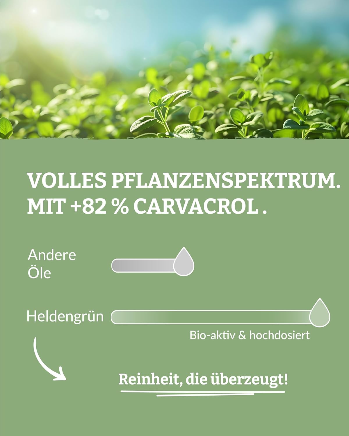Thumbnail 3 de Heldengrün BIO Oregano Öl 50 ml – 100% naturrein, Carvacrol über 82%
