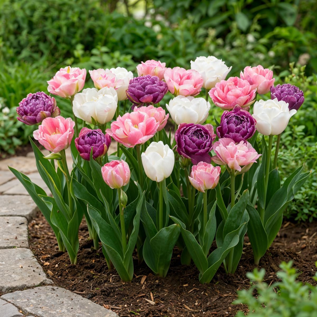 Detalle de DUTCH BULBS Double Lilac White tulpenbollen, 20 stuks