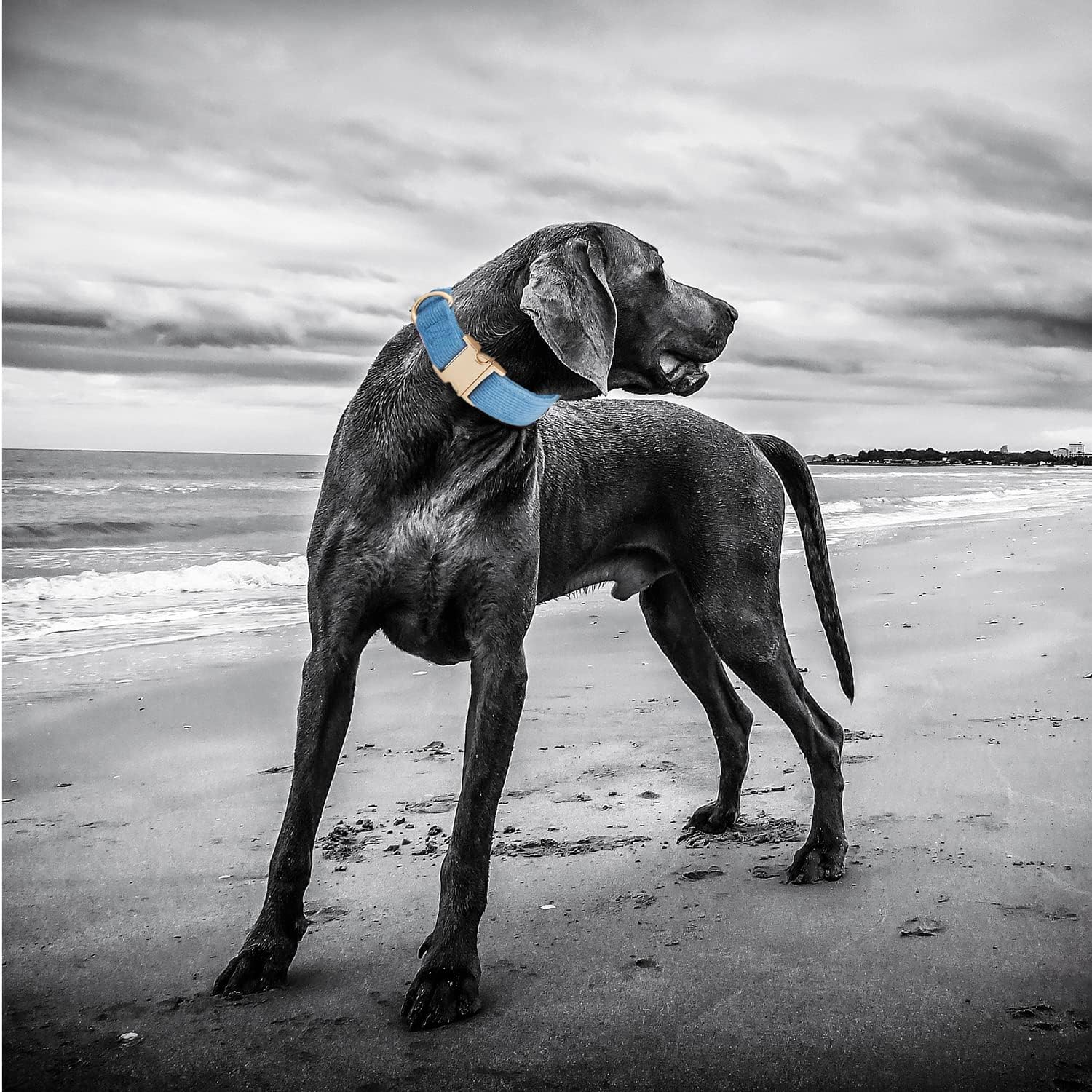 Thumbnail 5 de Petiry Soft Dog Collar with Safety Metal Buckle – Adjustable Corduroy Collar for Large Dogs (Blue, 40–66 cm)