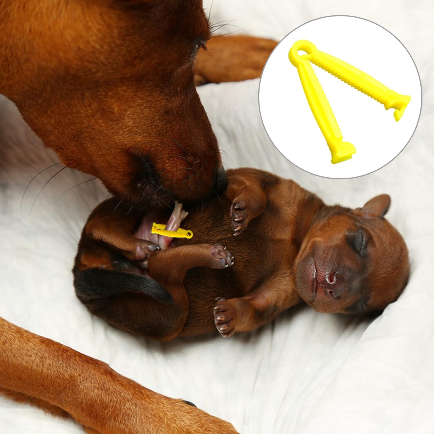 Detalle de MABAHON 16PCS Puppy ID Collars + 16Pcs Umbilical Cord Clips whelping kit
