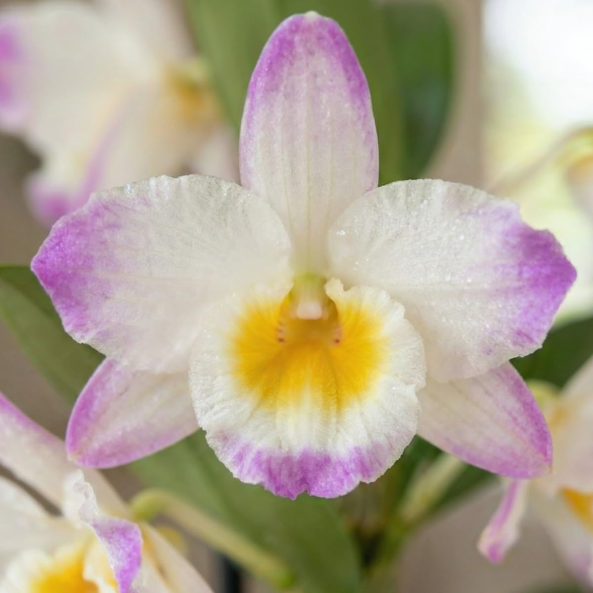 Thumbnail 2 de DUTCH BULBS 8720364056889 Dendrobium Nobile Orchids, 3 Plants, 30–40cm